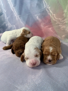 Red And White Cockapoo Litter Born September 22nd, F1 Puppies Available $1200